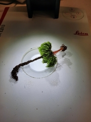 Mniodendron comatum