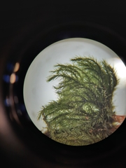 Mniodendron comatum
