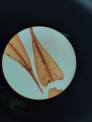 Mniodendron comatum