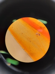 Mniodendron comatum