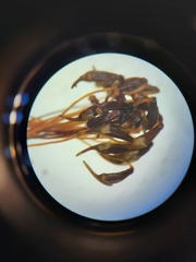 Mniodendron comatum