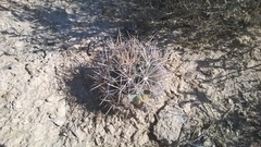 Coryphantha robustispina uncinata