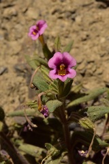 Diplacus kelloggii