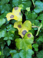 Colletotrichum trichellum