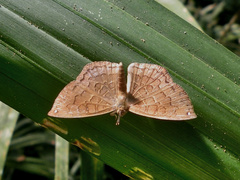 Voltinia loxicha