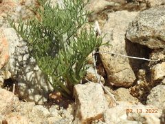 Peucephyllum schottii