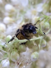 Lasiotrichius succinctus