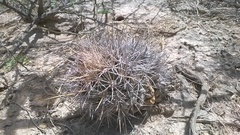 Coryphantha robustispina uncinata