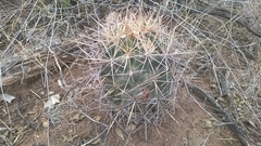Coryphantha robustispina uncinata