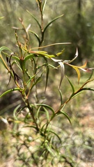 Acacia triptera