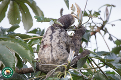 Bradypus tridactylus