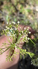 Platysace