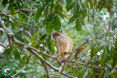 Cebus unicolor