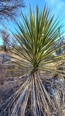 Yucca periculosa