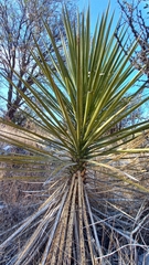 Yucca periculosa