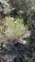 Platysace