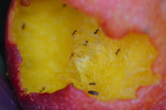 Formicidae