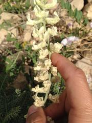 Sophora nuttalliana