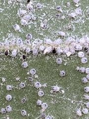 Euthoracaphis umbellulariae