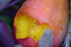 Formicidae