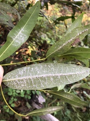 Euthoracaphis umbellulariae