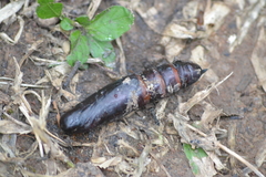 Lepidoptera