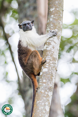 Saguinus bicolor