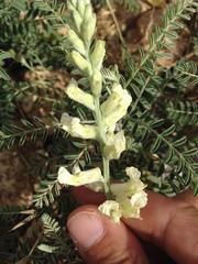 Sophora nuttalliana
