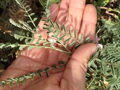 Sophora nuttalliana