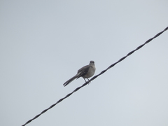 Mimus polyglottos image