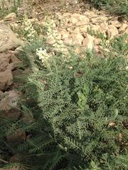 Sophora nuttalliana