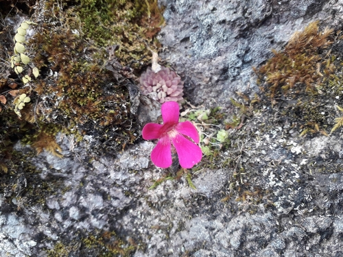 Pinguicula crassifolia