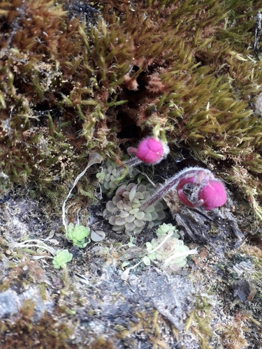Pinguicula crassifolia