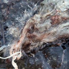 Peromyscus leucopus