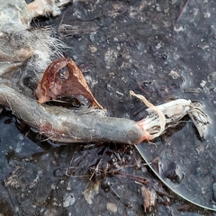 Peromyscus leucopus