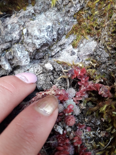 Sedum greggii, photograph 5