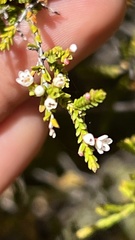 Micromyrtus