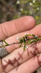 Micromyrtus