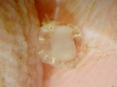 Crepipatella lingulata