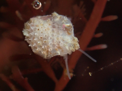 Crepipatella lingulata