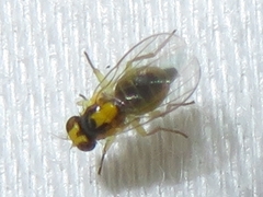 Liriomyza blechi