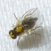 Liriomyza blechi - Photo (c) kens18, algunos derechos reservados (CC BY-NC), uploaded by kens18