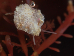 Crepipatella lingulata