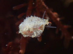 Crepipatella lingulata