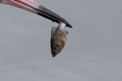 Cyprinodontidae