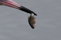 Cyprinodontidae