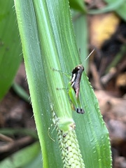 Methiolopsis geniculata