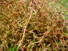 Rumex flexuosus