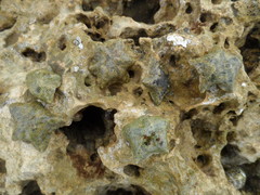Aquilonastra