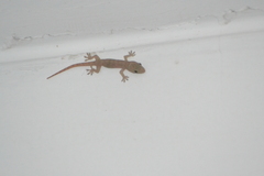 Hemidactylus
